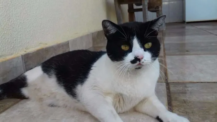 Gato ra a SRD idade 4 anos nome Safira
