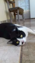Safira