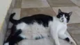Safira
