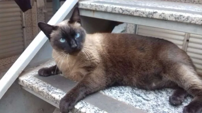 Gato ra a Siamês idade 5 anos nome Sofia