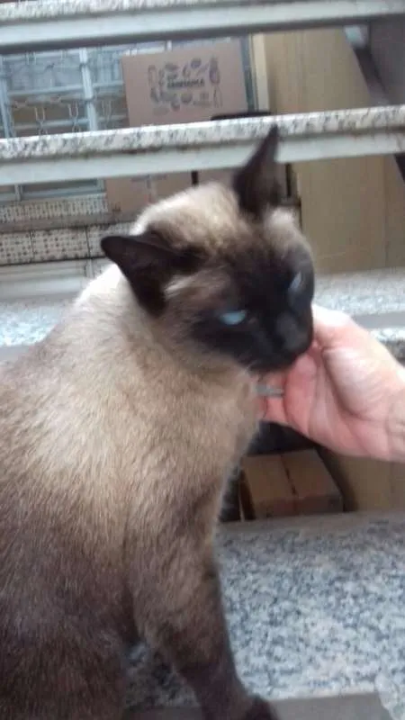 Gato ra a Siamês idade 5 anos nome Sofia