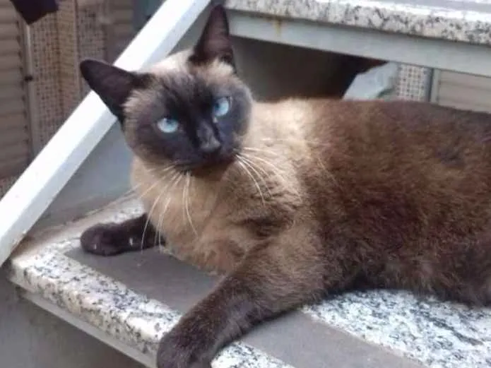 Gato ra a Siamês idade 5 anos nome Sofia