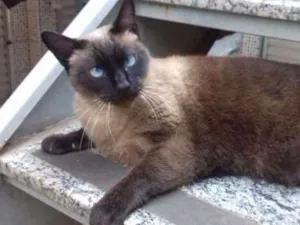 Gato raça Siamês idade 5 anos nome Sofia