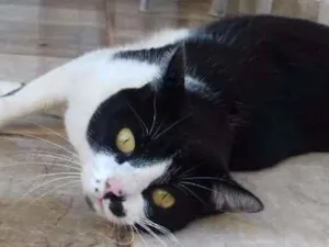 Gato raça SRD idade 4 anos nome Safira