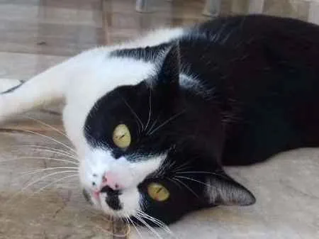 Gato ra a SRD idade 4 anos nome Safira