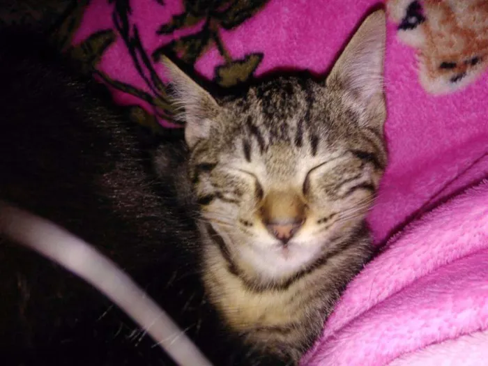 Gato ra a SRD idade 2 a 6 meses nome Marias e João