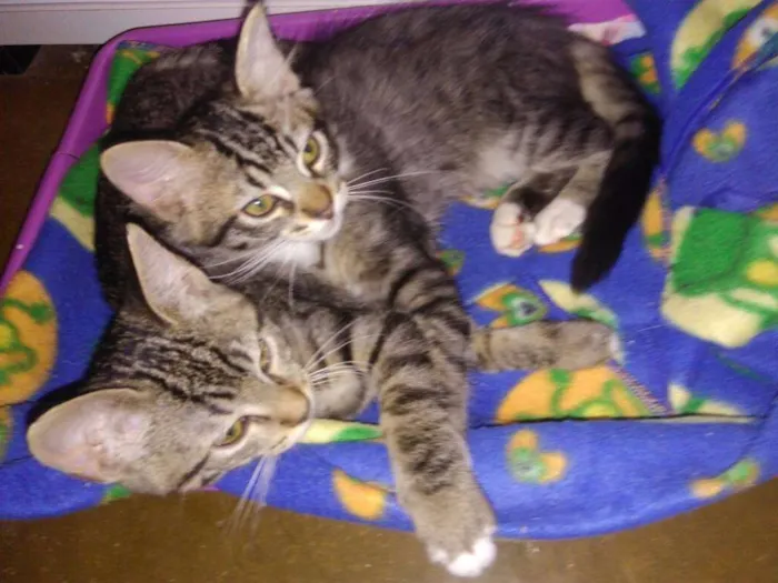 Gato ra a SRD idade 2 a 6 meses nome Marias e João