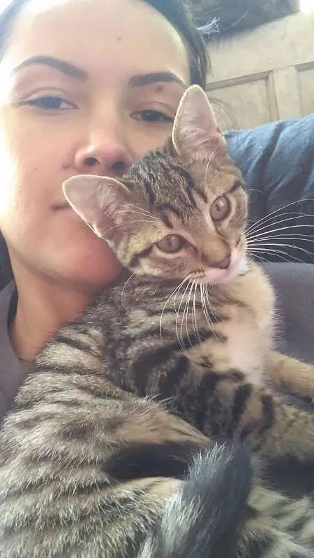 Gato ra a SRD idade 2 a 6 meses nome Marias e João