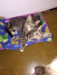 Marias e João