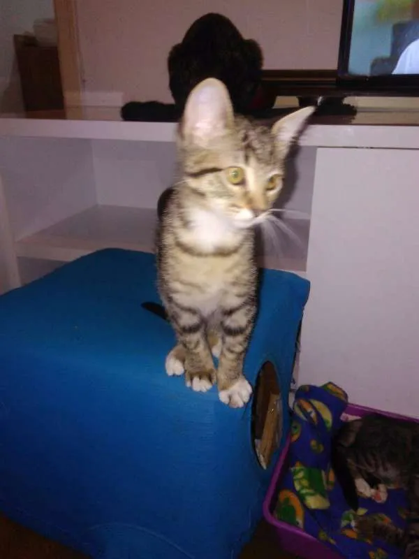 Gato ra a SRD idade 2 a 6 meses nome Marias e João