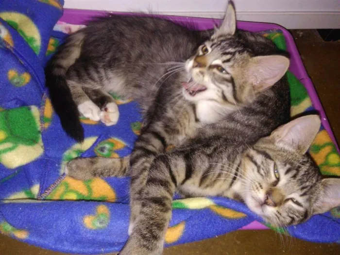 Gato ra a SRD idade 2 a 6 meses nome Marias e João