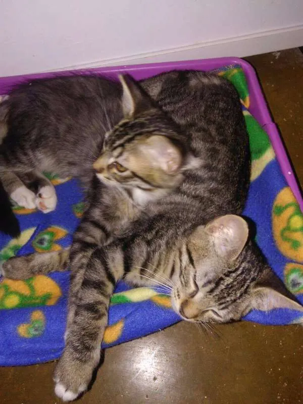 Gato ra a SRD idade 2 a 6 meses nome Marias e João