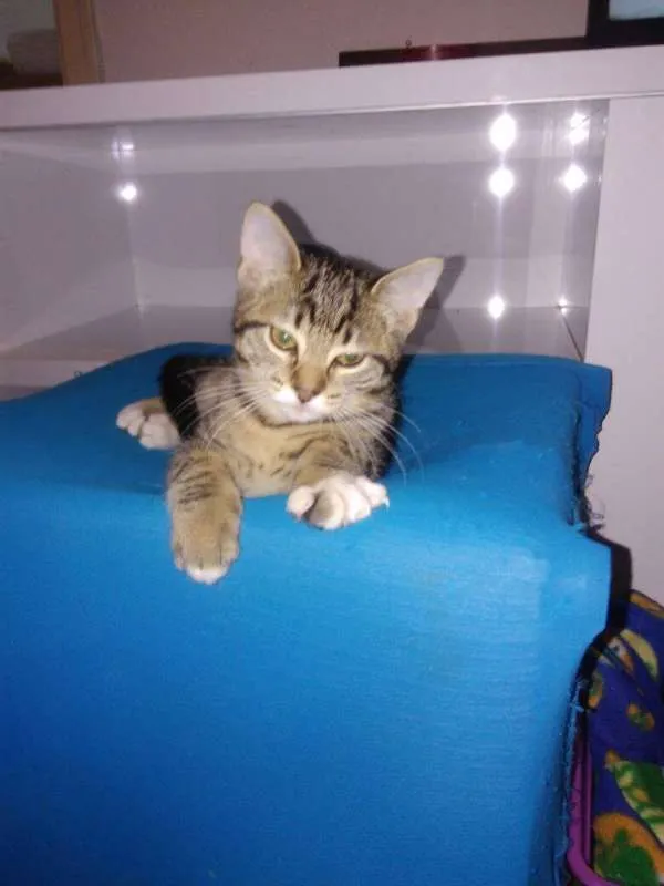 Gato ra a SRD idade 2 a 6 meses nome Marias e João