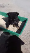 Titi