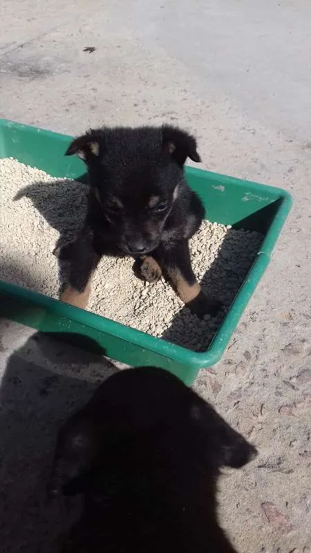 Cachorro ra a Nao sei informar idade Abaixo de 2 meses nome Titi