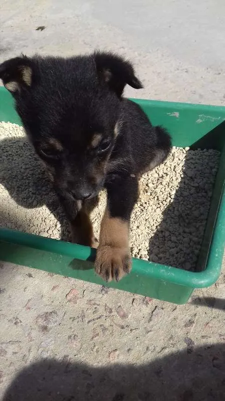 Cachorro ra a Nao sei informar idade Abaixo de 2 meses nome Titi