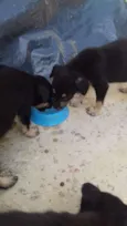 Titi