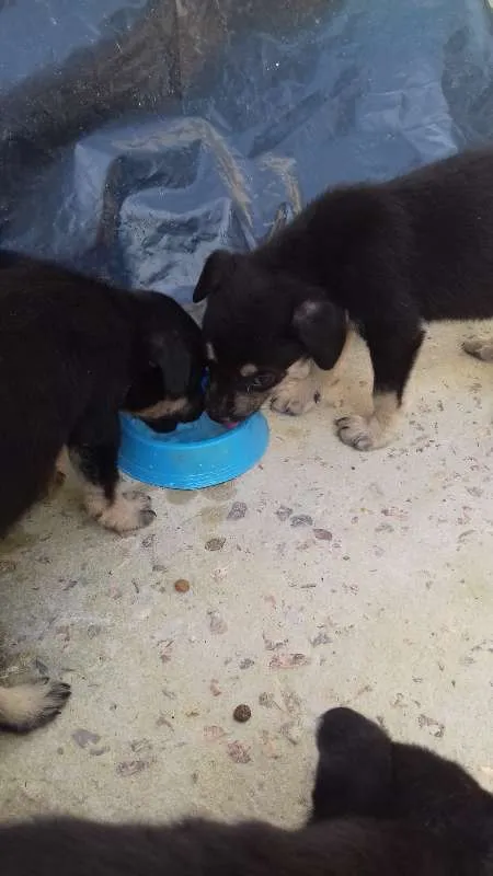 Cachorro ra a Nao sei informar idade Abaixo de 2 meses nome Titi