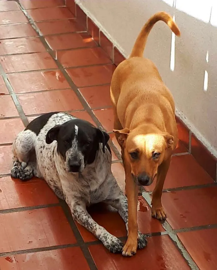 Cachorro ra a Vira lata idade 5 anos nome Doki e Jade