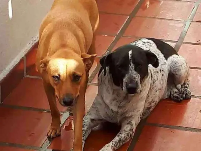 Cachorro ra a Vira lata idade 5 anos nome Doki e Jade