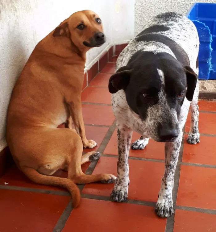 Cachorro ra a Vira lata idade 5 anos nome Doki e Jade