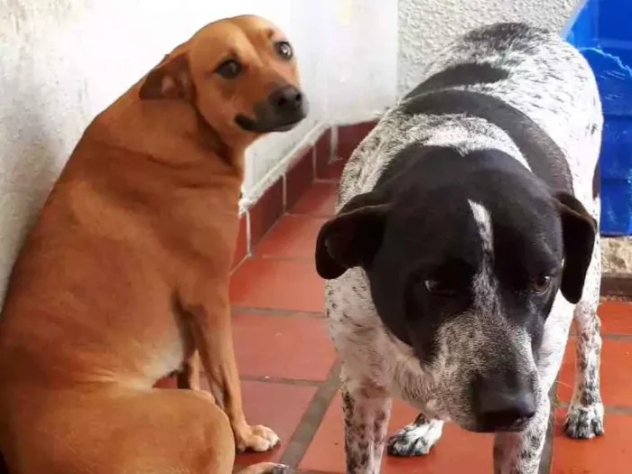 Cachorro ra a Vira lata idade 5 anos nome Doki e Jade