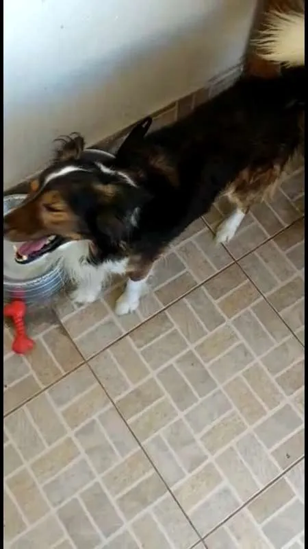 Cachorro ra a Vira lata idade 5 anos nome Laika/Lank