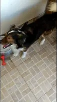 Laika/Lank