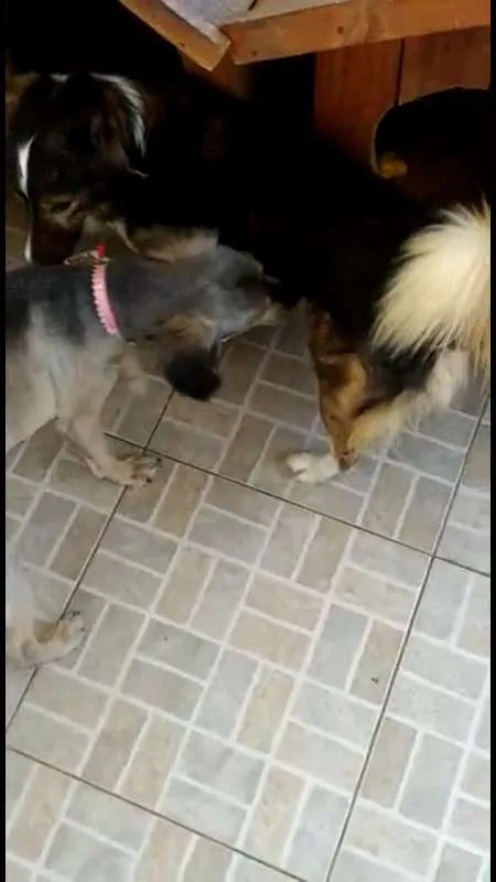 Cachorro ra a Vira lata idade 5 anos nome Laika/Lank