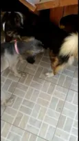 Laika/Lank