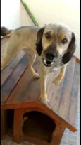 Laika/Lank