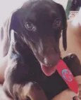 Chokito 