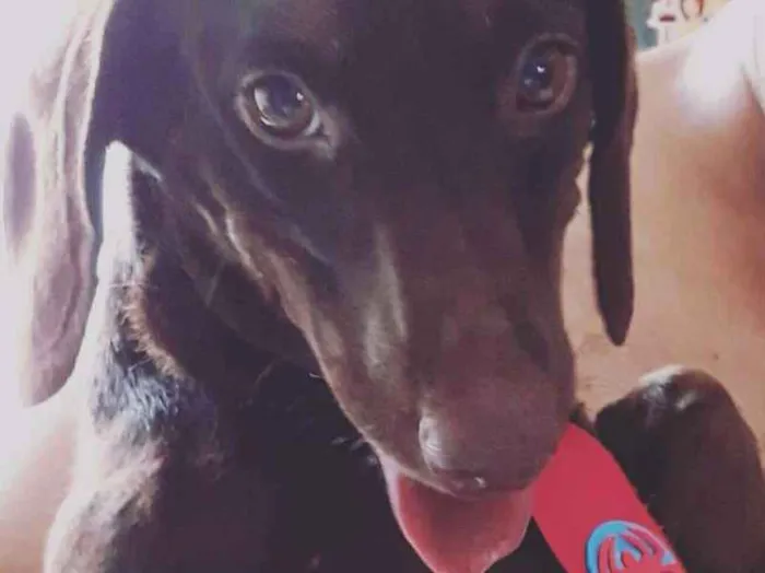 Cachorro ra a Teckel idade 2 anos nome Chokito 