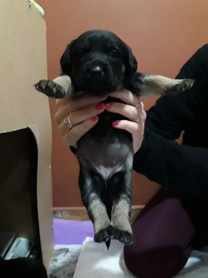 Cachorro ra a Srd idade Abaixo de 2 meses nome Cacau