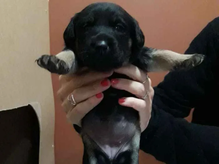 Cachorro ra a Srd idade Abaixo de 2 meses nome Cacau