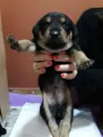 Simba