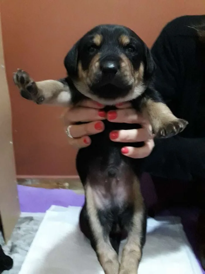 Cachorro ra a Srd idade Abaixo de 2 meses nome Simba