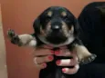 Simba