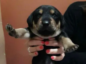 Cachorro raça Srd idade Abaixo de 2 meses nome Simba