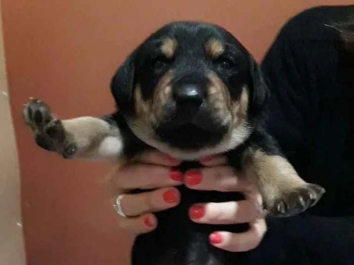 Cachorro ra a Srd idade Abaixo de 2 meses nome Simba