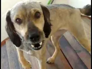 Cachorro raça Vira lata idade 5 anos nome Laika/Lank