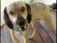Laika/Lank