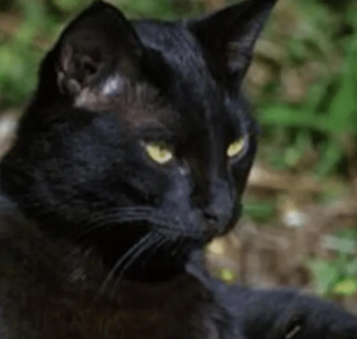 Gato ra a Bombaim idade 1 ano nome Noite