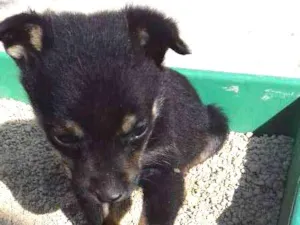 Cachorro raça Nao sei informar idade Abaixo de 2 meses nome Titi