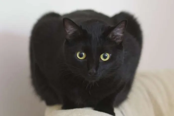 Gato ra a Bombaim idade 1 ano nome Noite