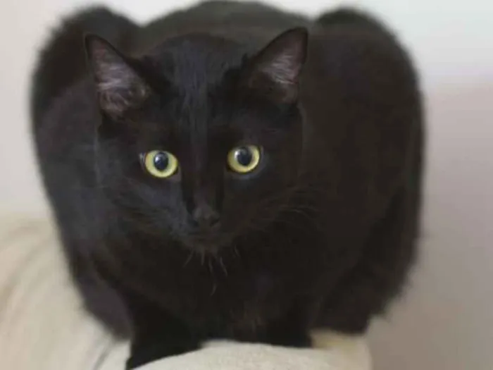 Gato ra a Bombaim idade 1 ano nome Noite