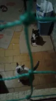 Pipoca  e florzinha 