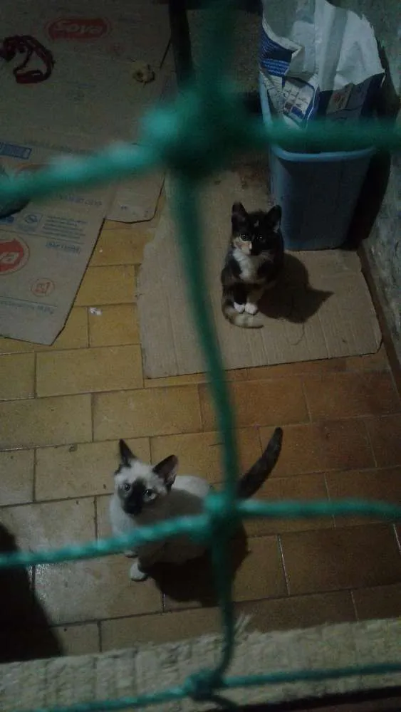 Gato ra a Srd idade 2 a 6 meses nome Pipoca  e florzinha 