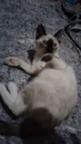 Pipoca  e florzinha 