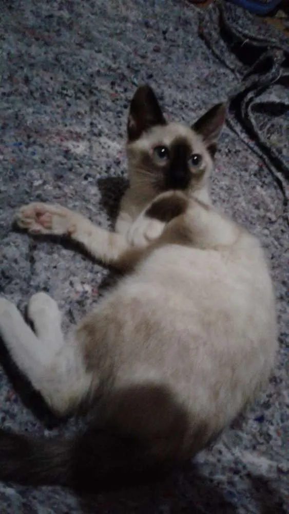Gato ra a Srd idade 2 a 6 meses nome Pipoca  e florzinha 
